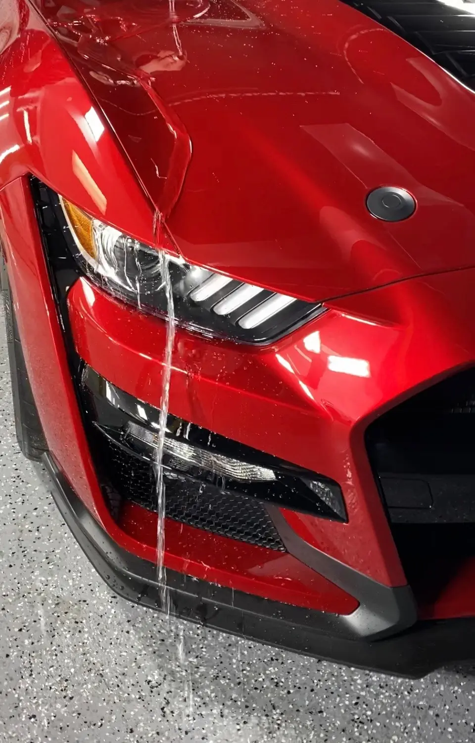 Clear PPF going onto a Shelby GT500 nose